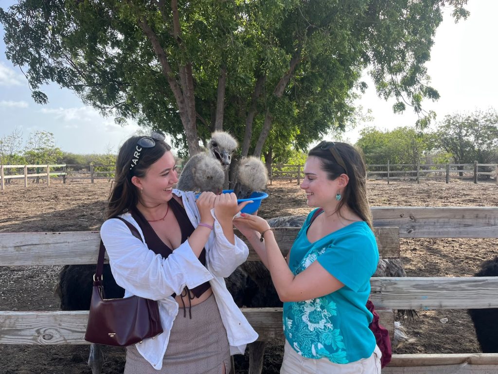 Rencontre avec les autruches à Curaçao