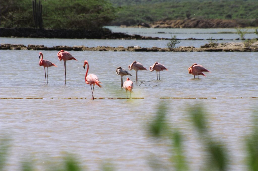 Flamants roses dans les salines de Curaçao