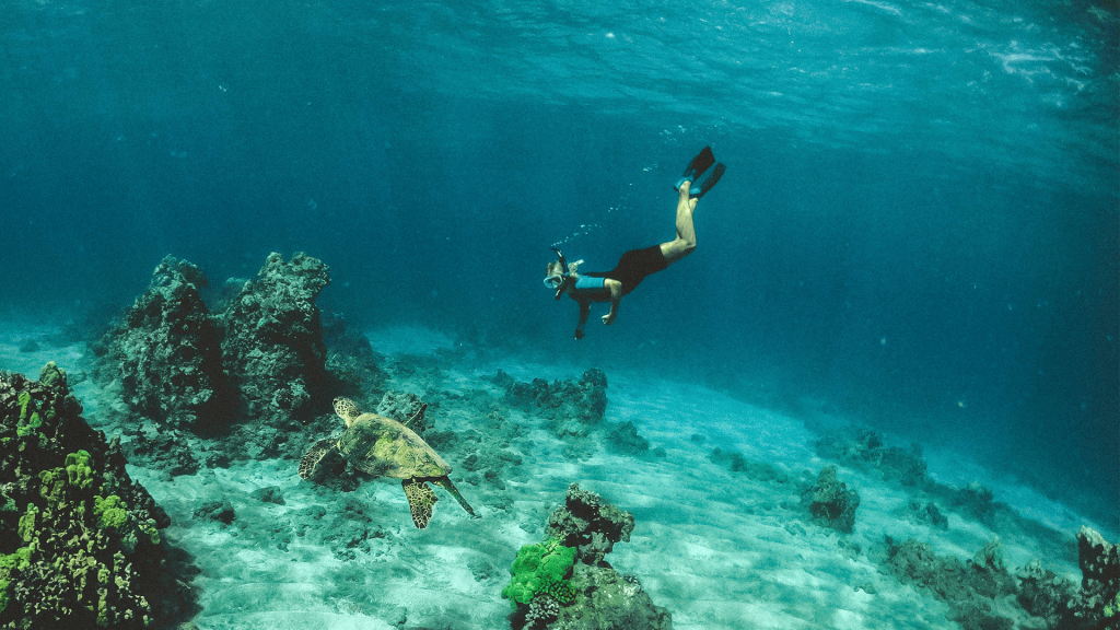 Snorkeling avec une tortue à Curaçao