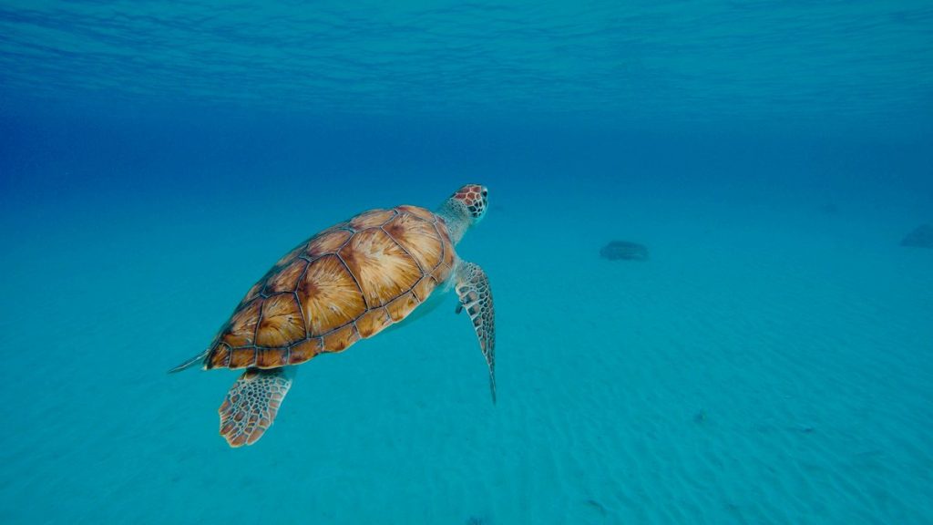 Tortue verte observée en snorkeling à Curaçao